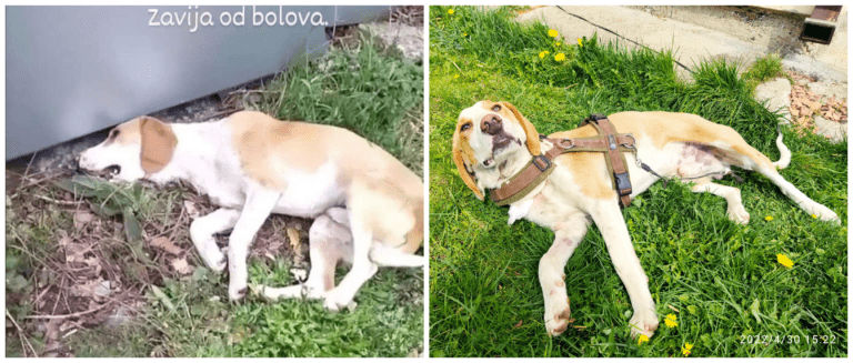 yellow and white dog before and after picture