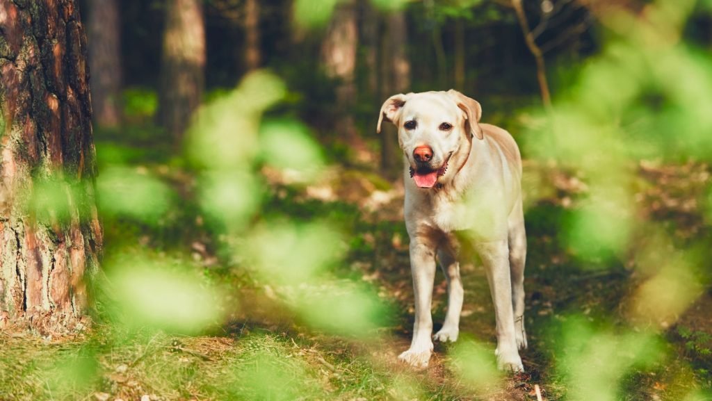 Dog in a forest