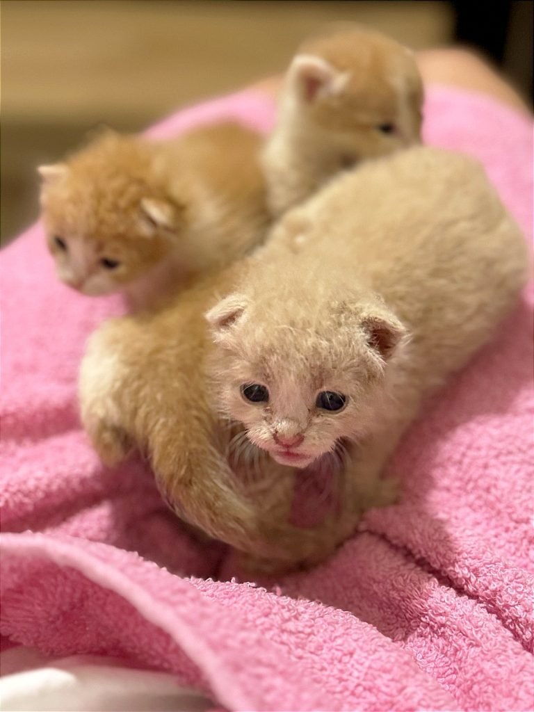 four orange kittens that are two weeks old lying on a pink towel