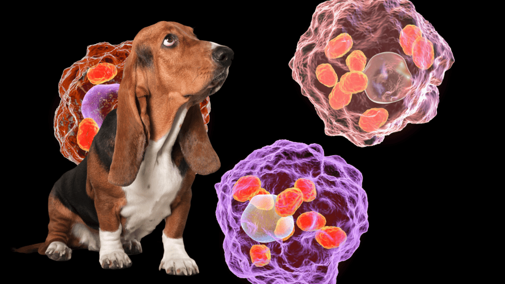 leishmaniosis cells dog