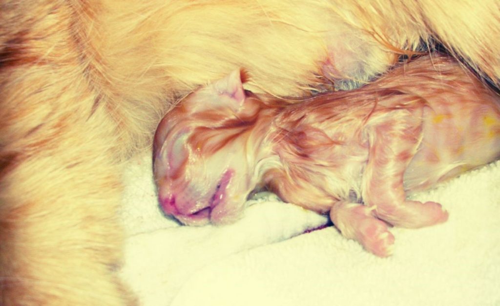 newborn orange kitten sleeping