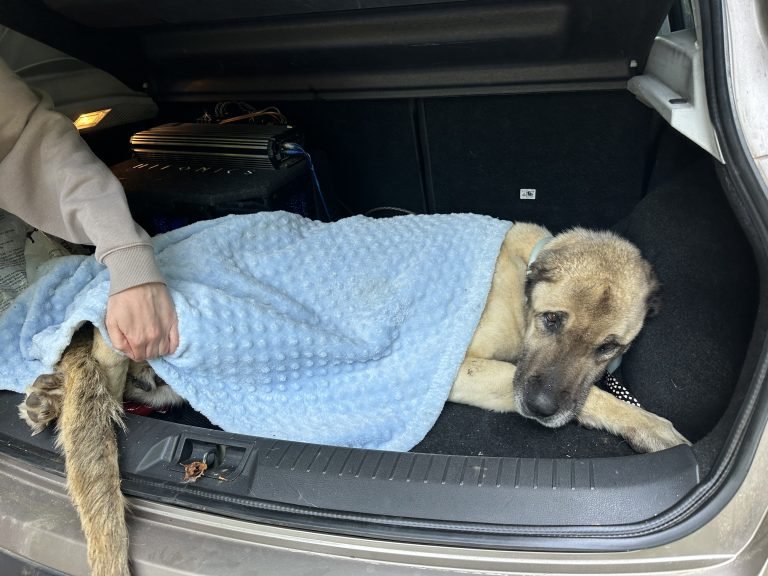 Female kangal shepherd dog laying in the truck of the car