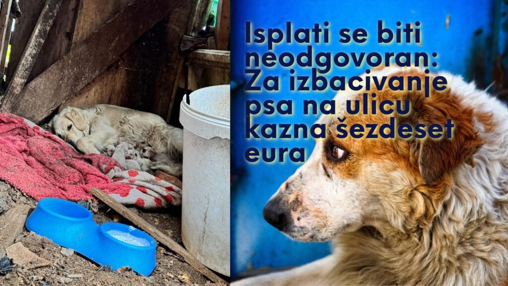 Kako nastaje i zašto se ne rješava problem napuštenih pasa u Nikšiću