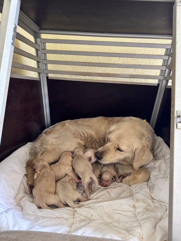female golden retriever dog gives birth to eight puppies