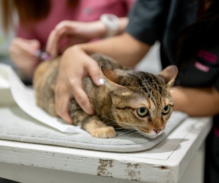 Multicolored yellow-brown cat is being held on a makeshift veterinary table in order to get a vaccine
