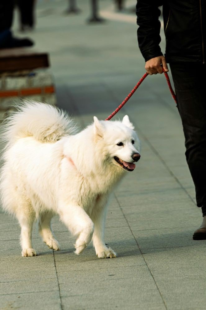 white samoyed on a leash in the street
