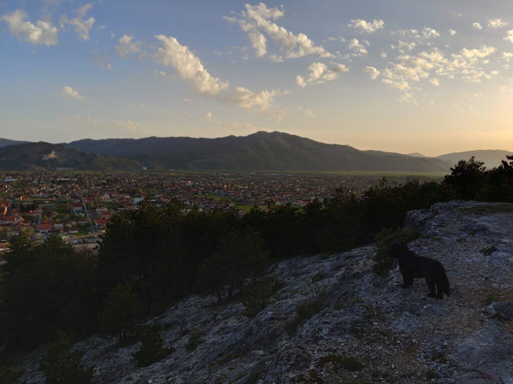 small black dog standing on a hill overlooking the suburbs