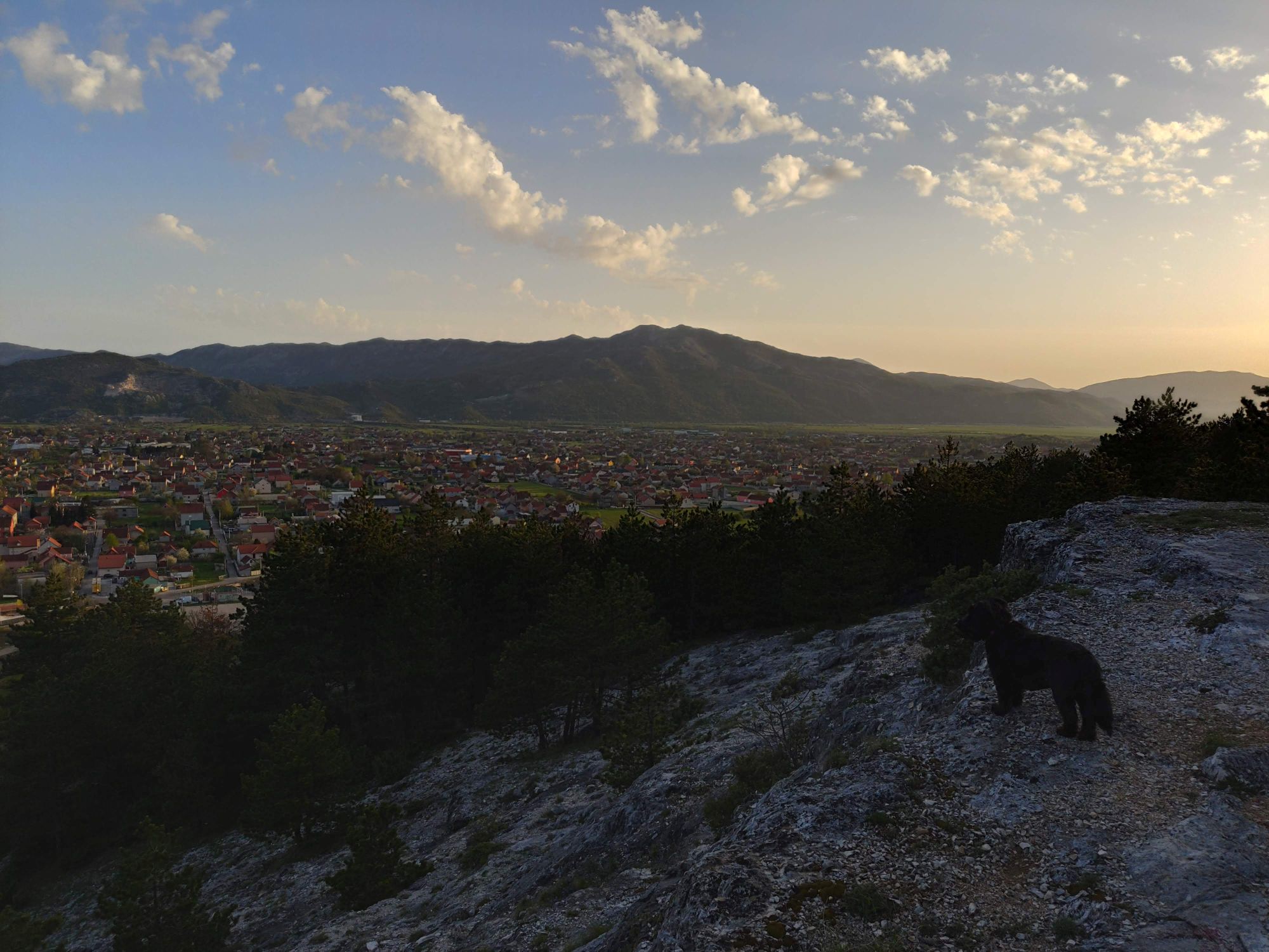 small black dog standing on a hill overlooking the suburbs